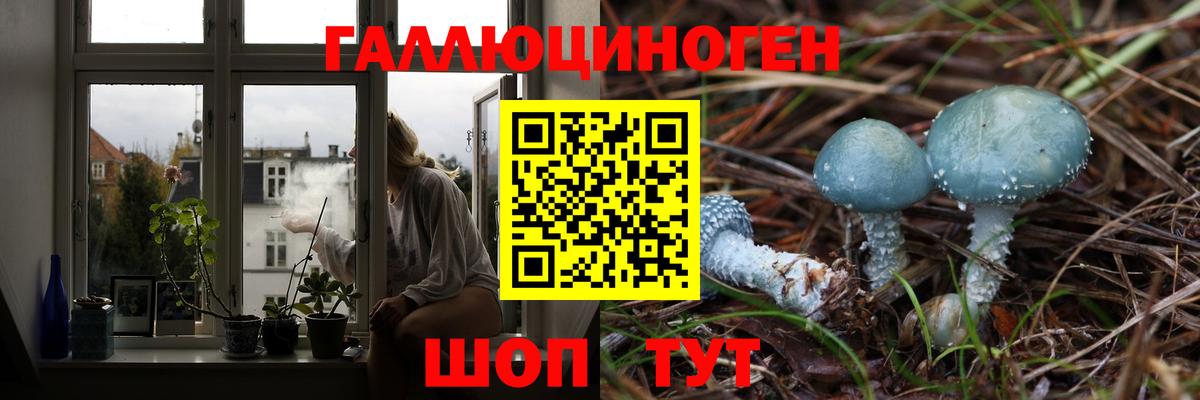 Заволжье  Псилоцибиновые грибы Cubensis  Вход с VPN  Галлюциногенные грибы мицелий 